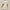 WW | Set Herren Sommer mit Hemd und Shorts