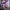 Damen sportliches Zweiteiliges Set mit T-Shirt und Shorts WW