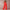 WW | Ärmelloser Halterneck Jumpsuit