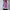 Damen Strickweste mit Stehkragen und Knopfdetails WW