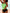 WW | Unifarbenes Tankini mit Leopardenmuster