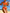 WW | Bikini Fleur - Elegant und Sexy