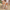 Schritte | Stilvoll und Bequem: Damen Slippers