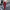 WW | elegante Damenhose mit Spitzenbein