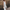 WW | Maxi Damenkleid mit Textdruck