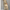 WW | Elegantes & Stilvolles 2 Teiliges Damen Satz