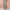 WW | Satin Zweiteiler Mit Blumen Jungle Print