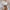 WW | Bluse Spitzenbluse mit Hohem Kragen