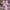 WW | Strickkleid aus Baumwolle und Leinen