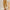 WW | Elegante Hochbundhose aus Cord