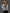 – Leoparden-Denim-Jacke