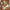 WW-in-1-Bikini-Set mit Blumenmuster (Bestseller)