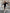 Damen sportliches Kleid mit passender Baumwolljacke WW