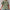 Damen Bluse mit floralem Print und V-Ausschnitt WW