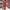 WW | Elegantes Floral Quadratisches Hals Top