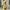 Damen Eleganter Jumpsuit mit floralem Muster WW