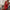 WW | Niedriger Ausschnitt Strapless Festliches Chinesisches Abendkleid
