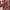Damen Strickkleid mit festlichem Weihnachtsmotiv und weitem Rundhalsausschnitt WW