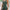 Damen Badeanzug mit eleganter Wickeloptik WW
