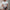 Damen gestreiftes T-Shirt mit modischen Knopfdetails und Rundhalsausschnitt WW