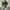 Damen Bequemer Strickpullover mit modischem Rundhalsausschnitt und farblich abgesetzten Details WW
