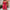 Damen Jumpsuit mit elastischem Bandeau und floralen Mustern WW