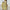 Damen Sommerkleid mit romantischem Zitronenprint WW