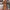 Damen Strickkleid mit festlichem Norweger-Muster und modernem Schnitt WW