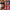 Damen Sport-Bikini-Set WW