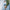 Damen Destroyed Denim-Shorts mit hohem Bund und ausgefranstem Saum WW