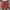 Damen elegante High-Waist Shorts mit dekorativem Kordelzug WW