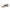 Damen Ballerinas mit elegantem Riemchen und flexiblem Innenfutter W&W
