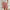 Damen elegante Baumwoll-Shorts mit hohem Bund und Falten WW