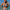 Damen Triangel-Bikini mit raffinierten Muschel-Akzenten und hohem Bund WW