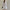 WW | Set Casual in zwei Teilen Hemd und Shorts