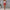 Damen elegante High-Waist Shorts mit dekorativem Kordelzug WW
