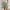 Damen elegante Baumwoll-Shorts mit hohem Bund und Falten WW