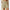Damen lockere Shorts mit elastischem Bund und praktischen Seitentaschen WW