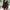 Damen Kurzkleid mit schwingendem Rock und transparenten Ärmeln WW