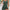 Damen Badeanzug mit eleganter Wickeloptik WW