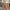 Damen Glitzernde Shorts mit elastischem Bund WW