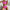 Damen Sportliches Bikini-Set mit Hochbund und Kontrastdetails WW