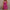 Damen enganliegendes Minikleid mit praktischem Taillenzug und strukturiertem Stoff WW