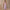 Damen Lange Plisseekleid mit asymmetrischem Schnitt WW