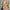 WW | 3D-Blumen-Bodycon-Laternenärmel-besticktes Kleid