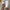 Damen Bequeme und modische Flip-Flops mit Plattform WW