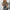Damen T-Shirt mit modischem Leoprint und figurbetonendem Schnitt WW