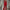 Damen Glamouröser Jumpsuit mit funkelnden Akzenten WW
