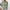 Damen V-Ausschnitt Bluse mit floralem Muster und Rüschendetails WW