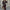 Damen Biker-Lederjacke mit elastischem Bund WW